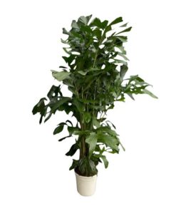 Caryota Mitis – Fischschwanzpalme – ↕170 cm – Ø24 cm