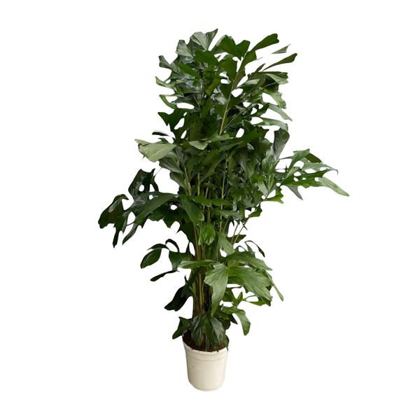 Caryota Mitis – Fischschwanzpalme – ↕170 cm – Ø24 cm