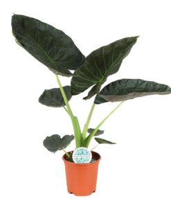 Alocasia Regal Shield Ø 21cm – ↕100 cm