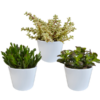 Crassula-Mischung 10,5 cm – 3x – in witte pot