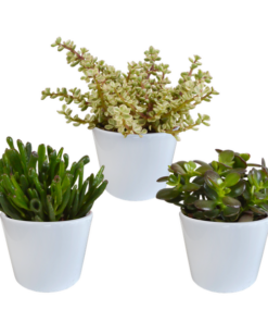 Crassula-Mischung 10,5 cm – 3x – in witte pot