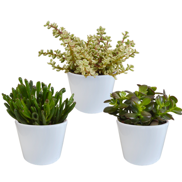 Crassula-Mischung 10,5 cm – 3x – in witte pot