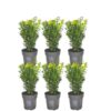 1 meter Buxus Sempervirens haag – ↕ 20 cm – 6 x Ø12 cm