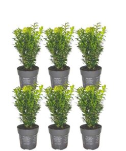 1 meter Buxus Sempervirens haag – ↕ 20 cm – 6 x Ø12 cm