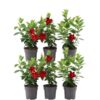 6 x Dipladenia Red – Mandevilla Red Ø12 cm – ↕25 cm