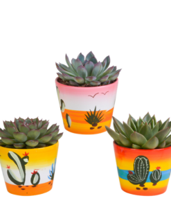 Echeveria-Mix 10,5 cm – 3x – in Mexicaanse pot