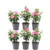 6 x Dipladenia Pink – Mandevilla Pink Ø12 cm – ↕25 cm