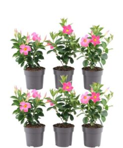 6 x Dipladenia Pink – Mandevilla Pink Ø12 cm – ↕25 cm