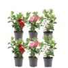 Dipladenia Mix – 2 x Mandevilla pink – 2 x Mandevilla white – 2 x Mandevilla red Ø12 cm – ↕25 cm