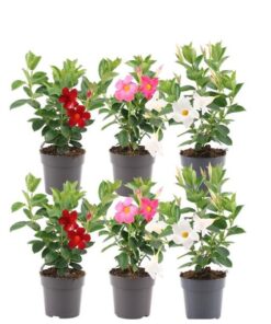 Dipladenia Mix – 2 x Mandevilla pink – 2 x Mandevilla white – 2 x Mandevilla red Ø12 cm – ↕25 cm