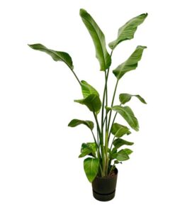 Strelitzia Nicolai inclusief elho Greenville Round zwart – 180 cm – Ø30