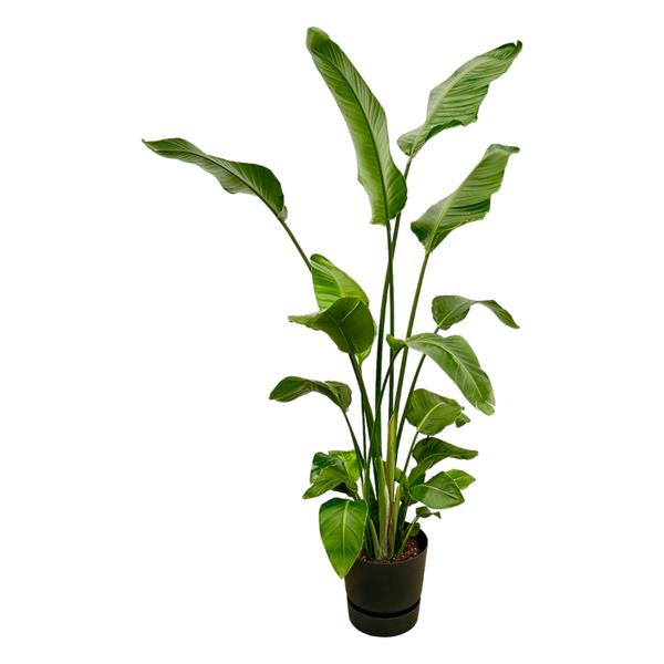 Strelitzia Nicolai inclusief elho Greenville Round zwart – 180 cm – Ø30