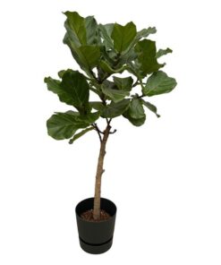 Ficus Lyrata stam inclusief elho Greenville Round zwart – 160 cm – Ø30