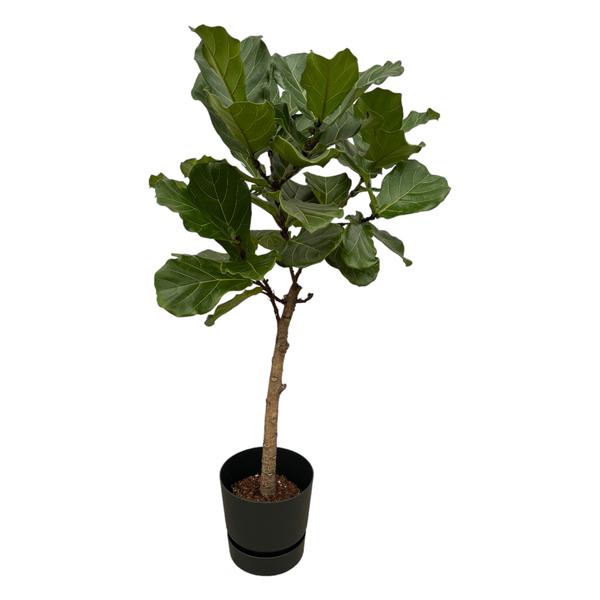 Ficus Lyrata stam inclusief elho Greenville Round zwart – 160 cm – Ø30