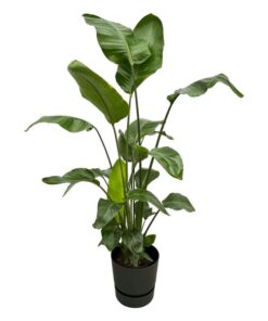 Strelitzia Nicolai inclusief elho Greenville Round zwart – 160cm – Ø30