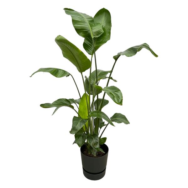 Strelitzia Nicolai inclusief elho Greenville Round zwart – 160cm – Ø30