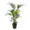 Kentia palm inclusief elho Greenville Round zwart – 160cm – Ø30