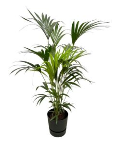 Kentia palm inclusief elho Greenville Round zwart – 160cm – Ø30