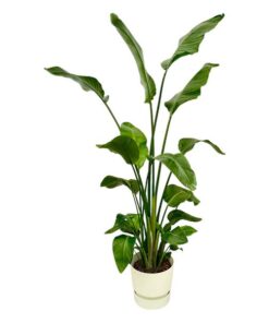 Strelitzia Nicolai inclusief elho Greenville Round wit – 180 cm – Ø30