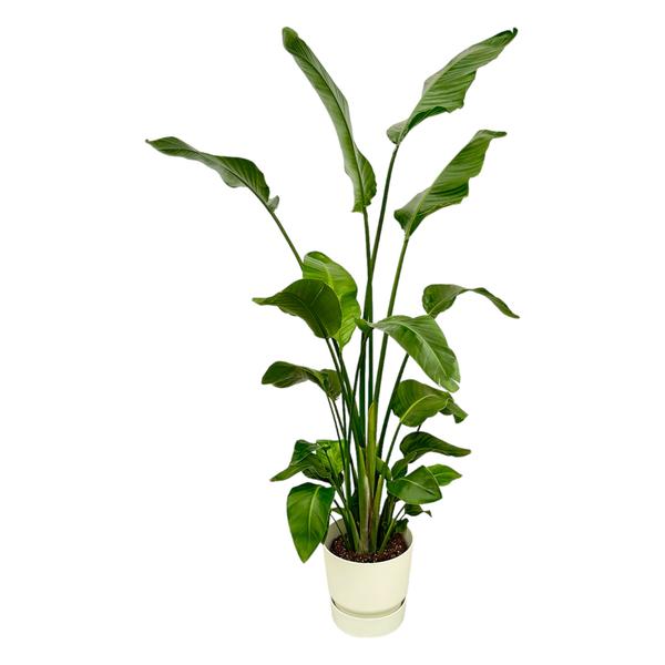 Strelitzia Nicolai inclusief elho Greenville Round wit – 180 cm – Ø30