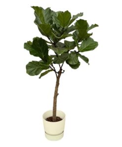 Ficus Lyrata stam inclusief elho Greenville Round wit – 160 cm – Ø30