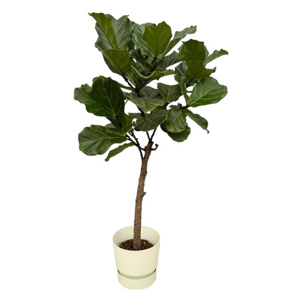 Ficus Lyrata stam inclusief elho Greenville Round wit – 160 cm – Ø30