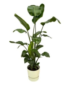 Strelitzia Nicolai inclusief elho Greenville Round wit – 160cm – Ø30