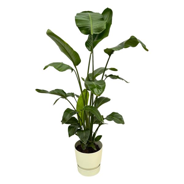 Strelitzia Nicolai inclusief elho Greenville Round wit – 160cm – Ø30