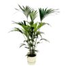 Kentia palm inclusief elho Greenville Round wit – 160cm – Ø30