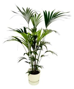 Kentia palm inclusief elho Greenville Round wit – 160cm – Ø30