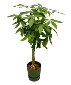 Pachira Aquatica inclusief elho Greenville Round groen – 160cm – Ø30