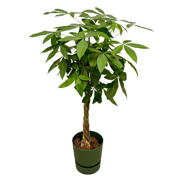 Pachira Aquatica inclusief elho Greenville Round groen – 160cm – Ø30