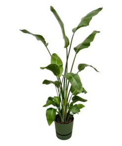 Strelitzia Nicolai inclusief elho Greenville Round groen – 180 cm – Ø30