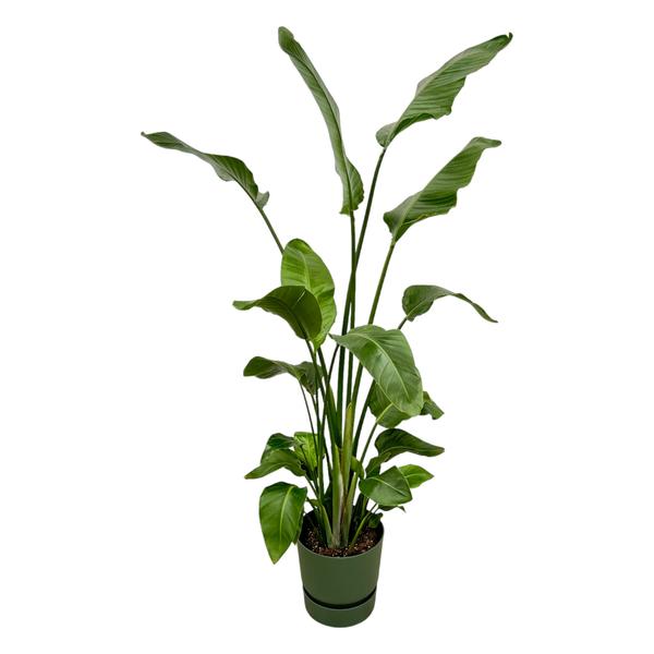 Strelitzia Nicolai inclusief elho Greenville Round groen – 180 cm – Ø30