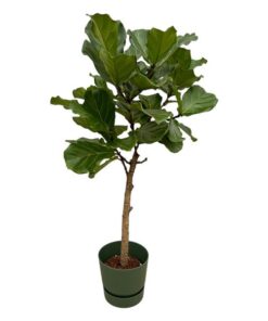 Ficus Lyrata stam inclusief elho Greenville Round groen – 160 cm – Ø30