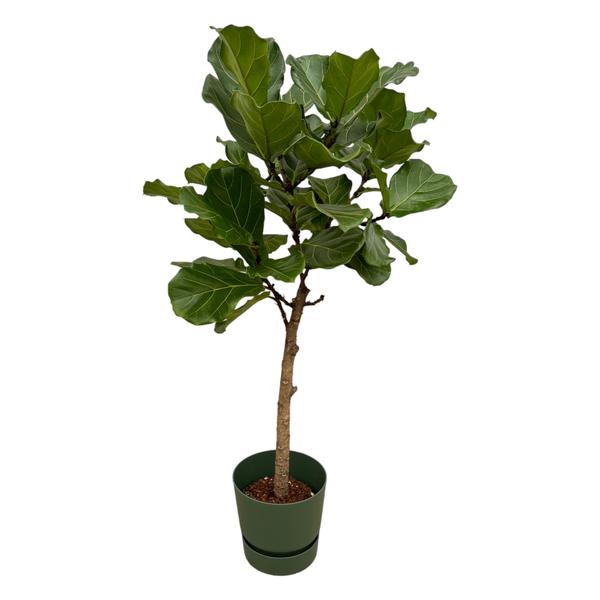 Ficus Lyrata stam inclusief elho Greenville Round groen – 160 cm – Ø30