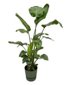 Strelitzia Nicolai inclusief elho Greenville Round groen – 160cm – Ø30