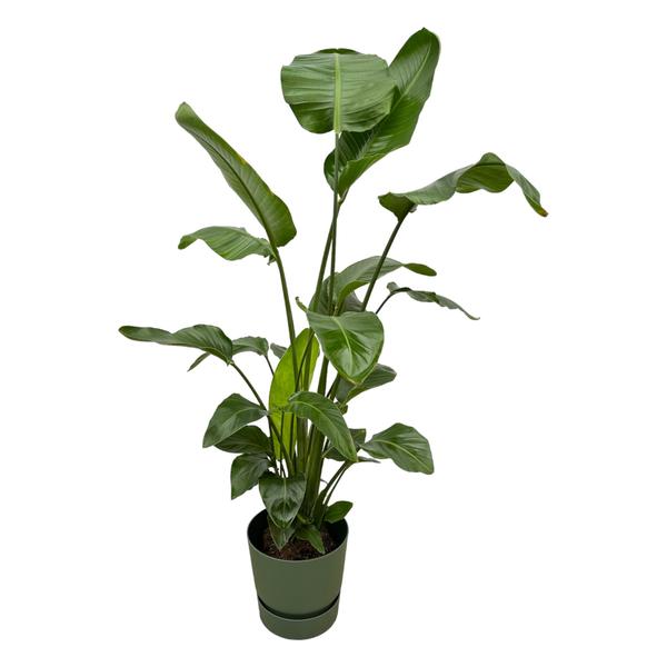 Strelitzia Nicolai inclusief elho Greenville Round groen – 160cm – Ø30