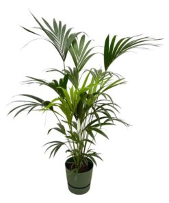 Kentia palm inclusief elho Greenville Round groen – 160cm – Ø30