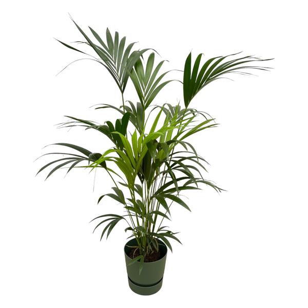 Kentia palm inclusief elho Greenville Round groen – 160cm – Ø30