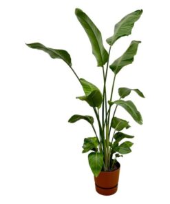 Strelitzia Nicolai inclusief elho Greenville Round bruin – 180 cm – Ø30