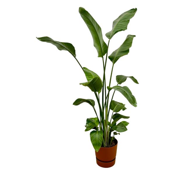 Strelitzia Nicolai inclusief elho Greenville Round bruin – 180 cm – Ø30