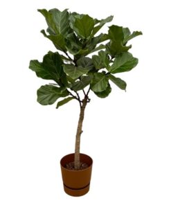 Ficus Lyrata stam inclusief elho Greenville Round bruin – 160 cm – Ø30