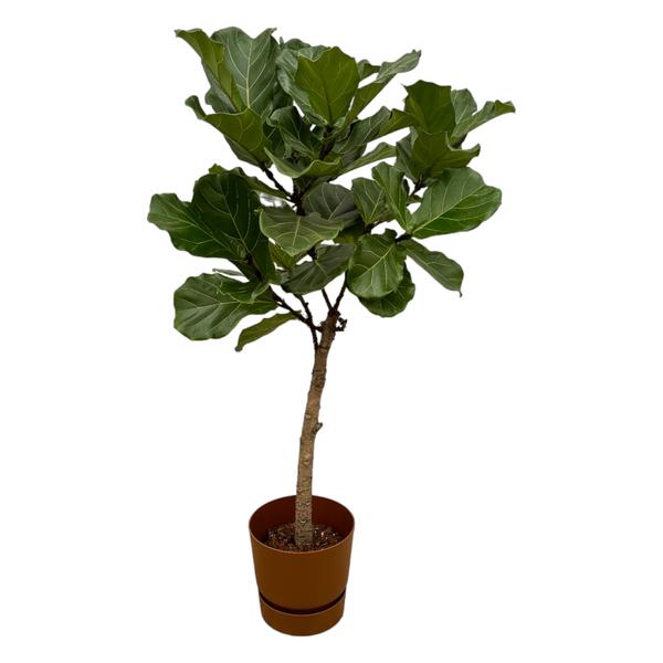 Ficus Lyrata stam inclusief elho Greenville Round bruin – 160 cm – Ø30