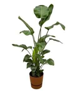 Strelitzia Nicolai inclusief elho Greenville Round bruin – 160cm – Ø30