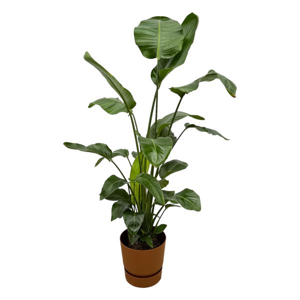 Strelitzia Nicolai inclusief elho Greenville Round bruin – 160cm – Ø30