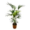 Kentia palm inclusief elho Greenville Round bruin – 160cm – Ø24