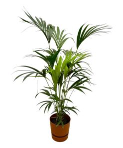 Kentia palm inclusief elho Greenville Round bruin – 160cm – Ø24