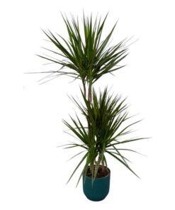 Dracaena Marginata – ↨120cm – Ø21cm inclusief elho Vibes Fold Round blauw D22xH20