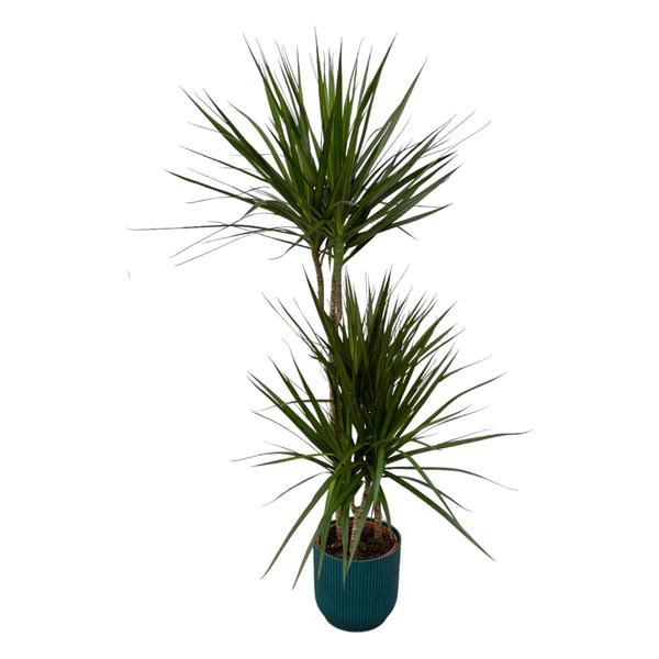 Dracaena Marginata – ↨120cm – Ø21cm inclusief elho Vibes Fold Round blauw D22xH20